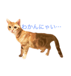 ねこのいるせいかつ2（個別スタンプ：5）