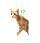 ねこのいるせいかつ2（個別スタンプ：6）