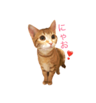 ねこのいるせいかつ2（個別スタンプ：8）