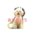マルプー むぎちゃん その1（個別スタンプ：1）