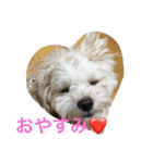 マルプー むぎちゃん その1（個別スタンプ：2）