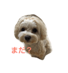 マルプー むぎちゃん その1（個別スタンプ：16）