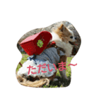 もなベキ姉妹。（個別スタンプ：5）