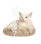 ウチの猫様（個別スタンプ：3）