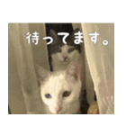 ウチの猫様（個別スタンプ：8）