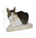 ウチの猫様（個別スタンプ：22）