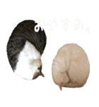 ウチの猫様（個別スタンプ：34）