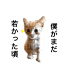 茶トラ猫ガットくん（個別スタンプ：1）