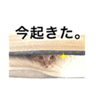 茶トラ猫ガットくん（個別スタンプ：3）