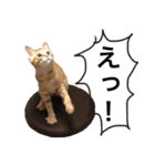 茶トラ猫ガットくん（個別スタンプ：9）