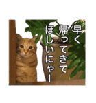 茶トラ猫ガットくん（個別スタンプ：10）