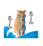 茶トラ猫ガットくん（個別スタンプ：11）