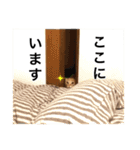 茶トラ猫ガットくん（個別スタンプ：13）