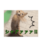 茶トラ猫ガットくん（個別スタンプ：27）