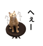 茶トラ猫ガットくん（個別スタンプ：38）