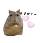 ハムスターはなまるさんのはなまる日和（個別スタンプ：10）