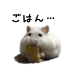 ハムスターはなまるさんのはなまる日和（個別スタンプ：21）