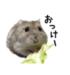 ハムスターはなまるさんのはなまる日和（個別スタンプ：22）