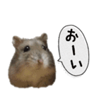 ハムスターはなまるさんのはなまる日和（個別スタンプ：25）