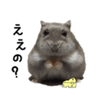 ハムスターはなまるさんのはなまる日和（個別スタンプ：26）