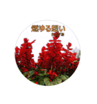 花言葉的なスタンプ【夏の花】（個別スタンプ：7）