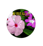 花言葉的なスタンプ【夏の花】（個別スタンプ：14）