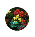 花言葉的なスタンプ【夏の花】（個別スタンプ：20）