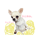 あまえんぼまろん（個別スタンプ：4）