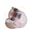 あまえんぼまろん（個別スタンプ：6）