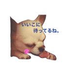 あまえんぼまろん（個別スタンプ：8）