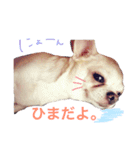 あまえんぼまろん（個別スタンプ：9）