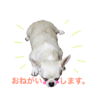 あまえんぼまろん（個別スタンプ：16）