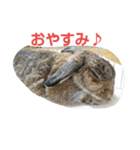 うさぎのつきみ（個別スタンプ：1）