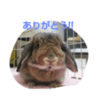 うさぎのつきみ（個別スタンプ：4）