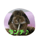 うさぎのつきみ（個別スタンプ：5）
