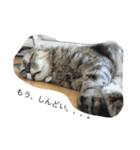 うちの、猫ちゃんズ（個別スタンプ：3）
