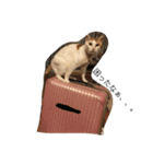 うちの、猫ちゃんズ（個別スタンプ：6）