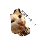 うちの、猫ちゃんズ（個別スタンプ：8）