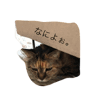 うちの、猫ちゃんズ（個別スタンプ：9）