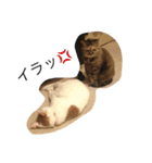 うちの、猫ちゃんズ（個別スタンプ：11）