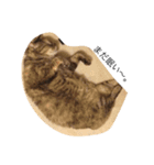 うちの、猫ちゃんズ（個別スタンプ：12）