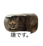 うちの、猫ちゃんズ（個別スタンプ：13）