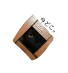 うちの、猫ちゃんズ（個別スタンプ：14）