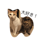 うちの、猫ちゃんズ（個別スタンプ：16）