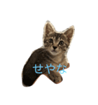 キジトラなっちゃん（個別スタンプ：1）