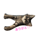 キジトラなっちゃん（個別スタンプ：7）