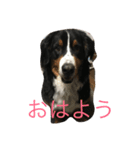 バニバニ レオン（個別スタンプ：1）