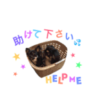 チワワのまめ吉とペキニーズのふく吉兄弟（個別スタンプ：6）