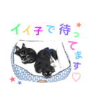 チワワのまめ吉とペキニーズのふく吉兄弟（個別スタンプ：8）
