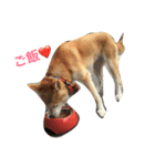 我が家の愛犬 めいの日常（個別スタンプ：2）